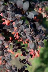 Close-up of flowering plant leaves