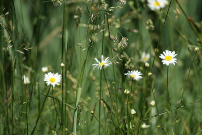 Close-up of white daisy flowers on field