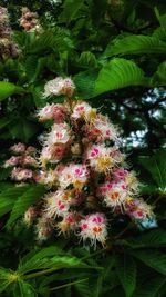 Close-up of pink flowering plant