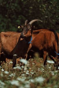 View of goat on field