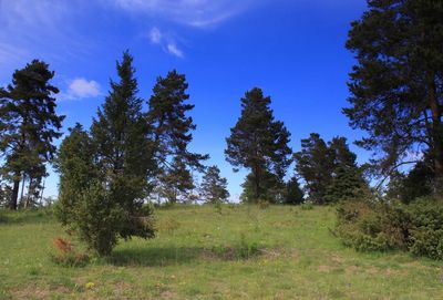 Trees on field against sky