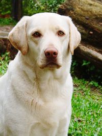 Close-up portrait of dog sitting on grass