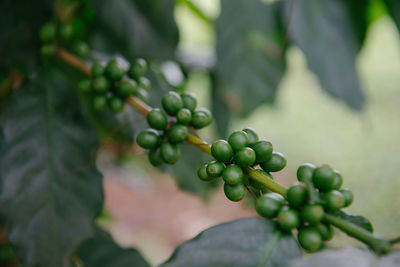 Close-up of berries growing on tree