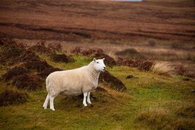 Sheep standing in a field