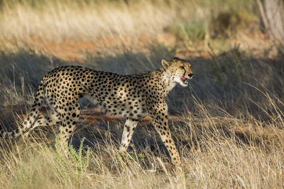 Cheetah walking on grass in forest