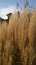 Plants growing on field against sky