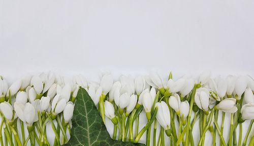 Close-up of white showdrops on white