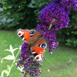 Close-up of butterfly pollinating on purple flower