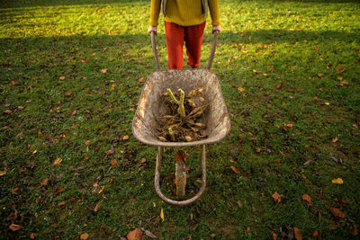 Woman pushing a wheelbarrow with dahlia tubers ready to be washed and prepared for winter storage. 