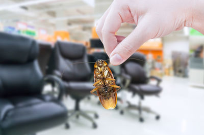 Cropped hand holding dead cockroach by chairs