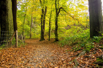 Trees growing in forest during autumn