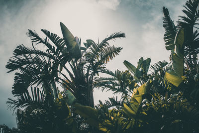 Low angle view of coconut palm tree against sky