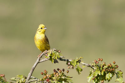 Bird perching on a plant