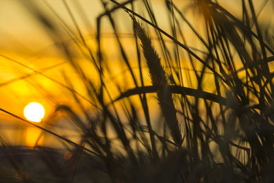 Close-up of yellow plants against sunset sky