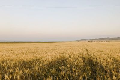 Scenic view of agricultural field against clear sky