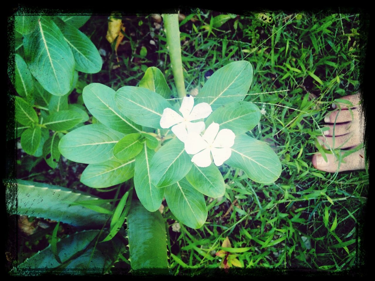 transfer print, leaf, growth, green color, auto post production filter, plant, nature, close-up, field, high angle view, freshness, grass, beauty in nature, fragility, day, outdoors, green, no people, growing, leaves