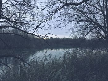 Bare tree by lake against sky