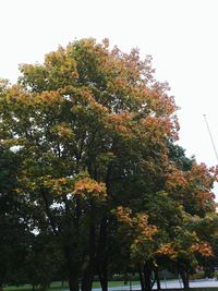 Trees in autumn