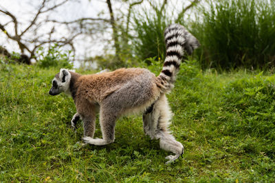 Side view of sheep on field