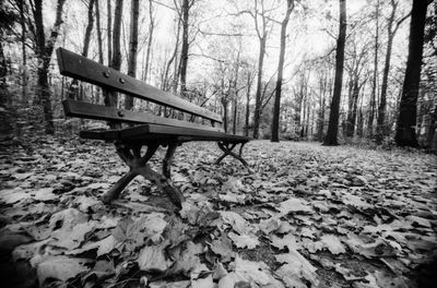 Empty bench in park during autumn