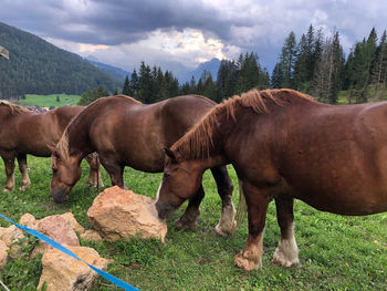 Horses grazing in the mountains comelico superiore