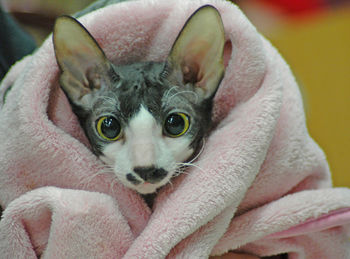 Portrait of cute cat