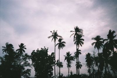 Low angle view of palm trees against sky