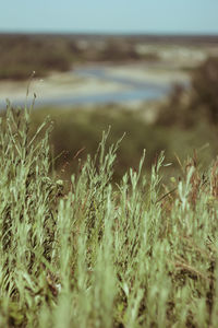 Close-up of stalks in field