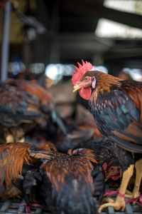 Close-up of roosters