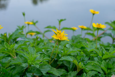 Close-up of yellow flowering plant on field