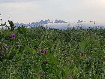 Scenic view of flowering plants on field against sky