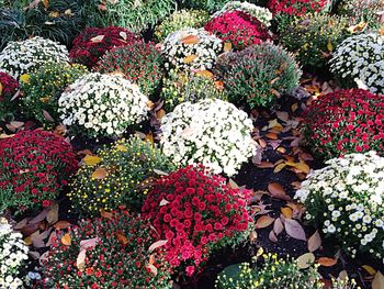 Full frame shot of red flowers