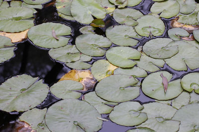 High angle view of water lily in lake