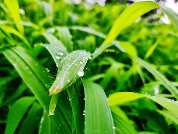 Close-up of wet plant during rainy season