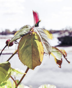 Close-up of leaves on plant against sky