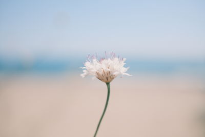 Close-up of white flowering plant against sky