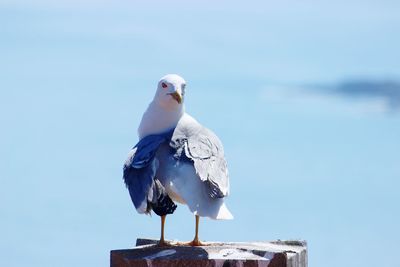 Seagull perching on wooden post