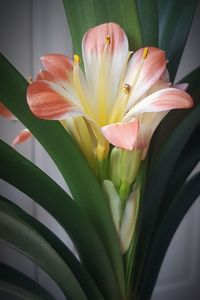 Close-up of day lily blooming outdoors