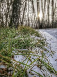 Close-up of snow on field