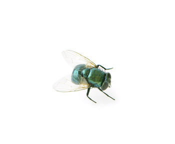 Close-up of housefly on white background