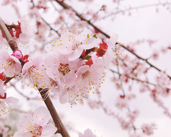 Low angle view of cherry blossom