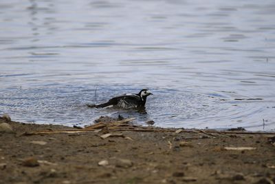 Pied wagtail taking a bath  in lake