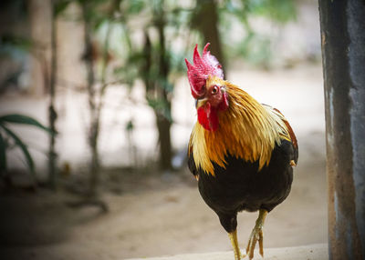 Close-up of rooster
