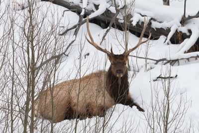 Lone elk in snowy winter at yellowstone national park