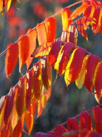 Close-up of red leaves on plant during autumn