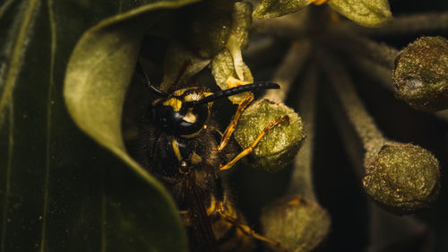 Close-up of insect on leaf