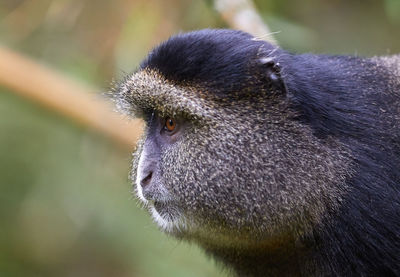 Close-up of monkey