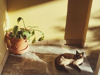 Cat on potted plant at home