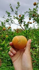 Close-up of hand holding orange