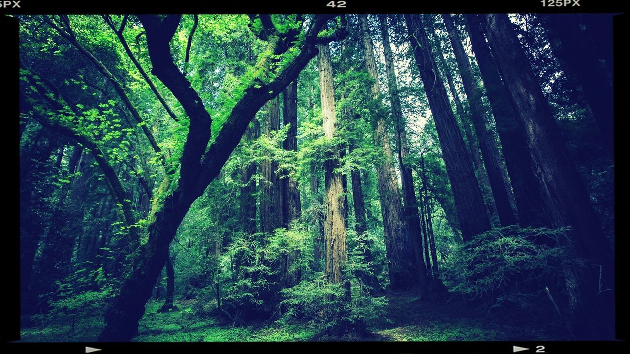 transfer print, tree, auto post production filter, forest, growth, tree trunk, tranquility, green color, nature, branch, woodland, beauty in nature, tranquil scene, scenics, low angle view, lush foliage, sunlight, day, no people, outdoors